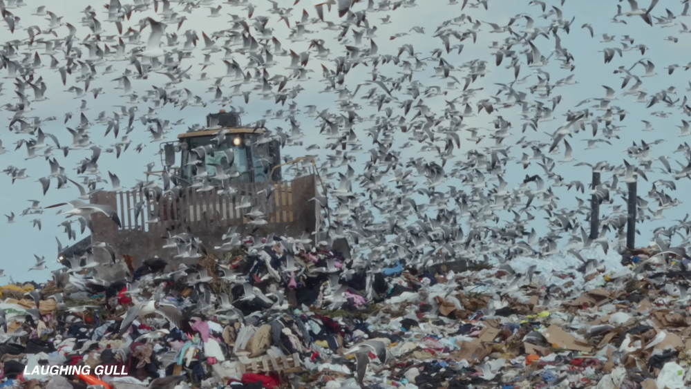 What do the Grateful Dead and birdwatching have in common?