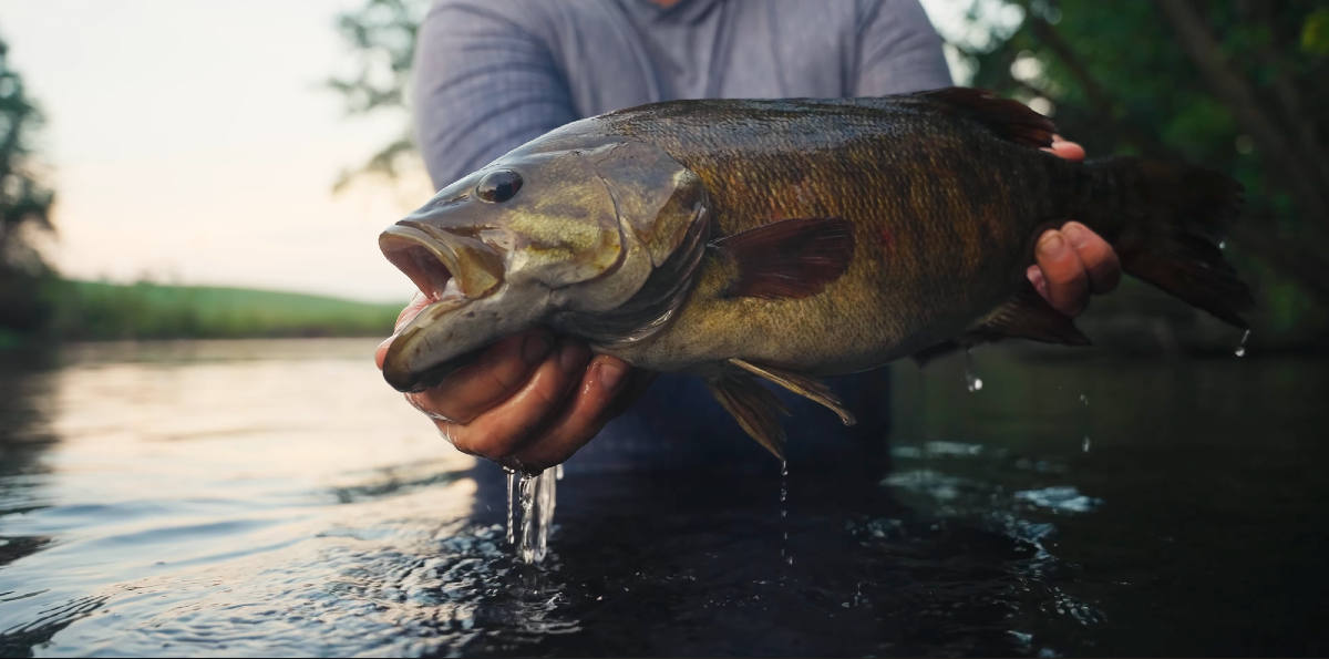Angler holds largemouth bass over calm water at golden hour, water dripping from the fish's mouth and belly in cinematic riverside setting